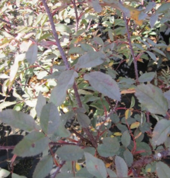 Rosa Glauca 1